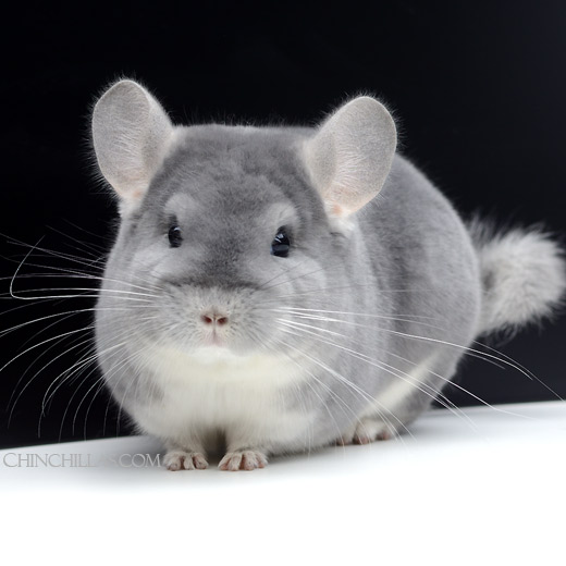 Feature Image for Blue Diamond Hybrid Chinchillas